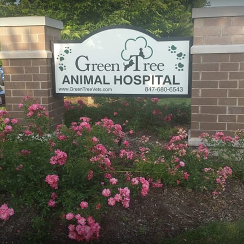 GreenTree Animal Hospital Tour | Vet Clinic Libertyville, IL