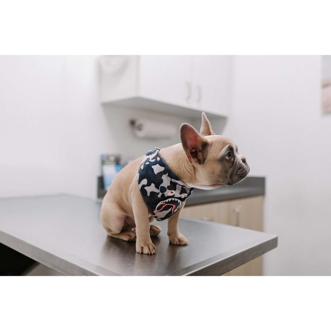Preparing Your Pet For A Calm Vet Visit GreenTree Animal Hospital