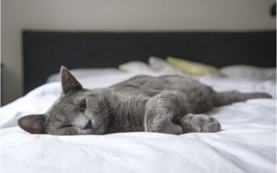 5 Ways to Celebrate National Cat Lovers Month