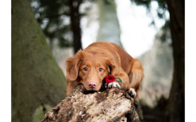 Love on Your Pet This Valentine’s Day