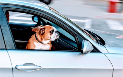 Stress-Free Traveling Tips for You and Your Pet