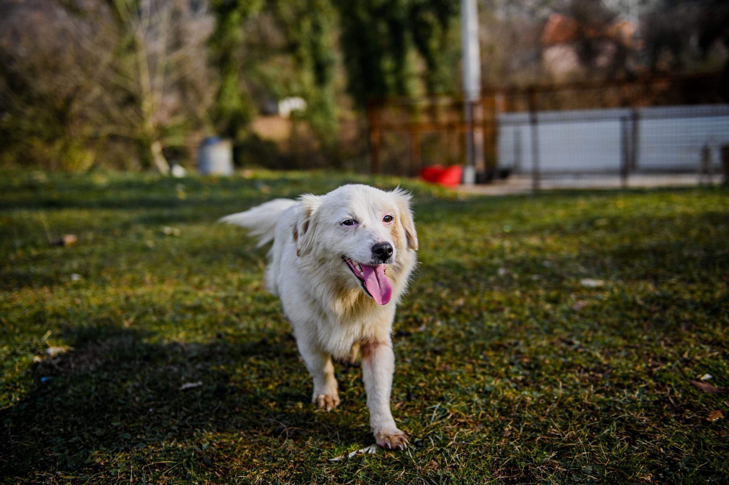 how are dogs helpful to the deaf