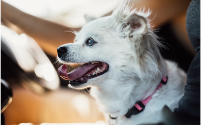 5 Tips to Keep Your Pet Safe Inside & Outside the Home