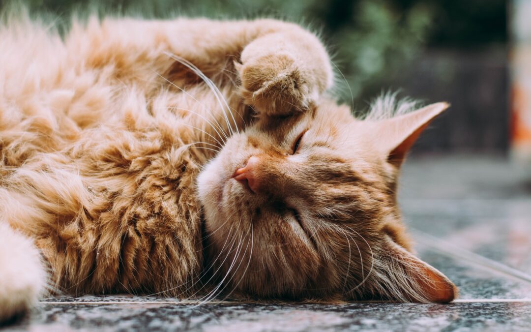 Orange cat sleeping on the ground with their paw up
