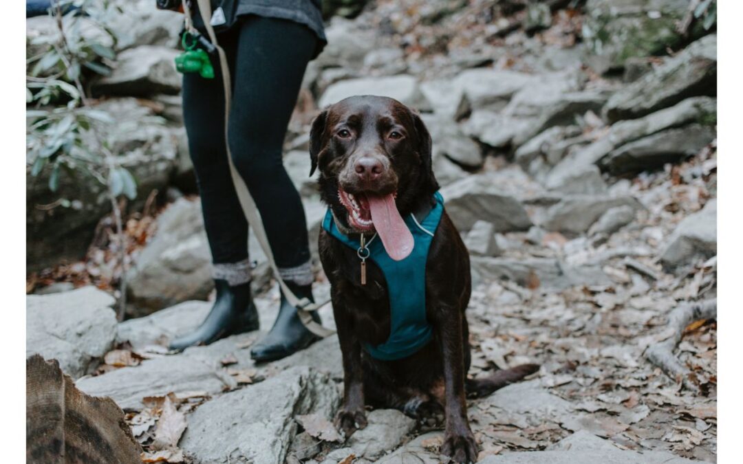 Discover Engaging Outdoor Ventures to Share with Your Pet