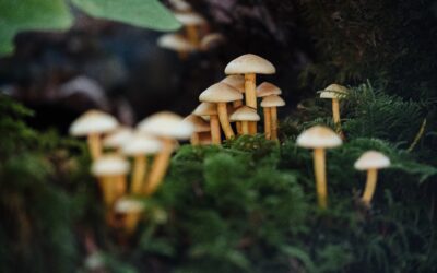 Mushrooms and Dogs: A Deeper Examination of Consumption Risks