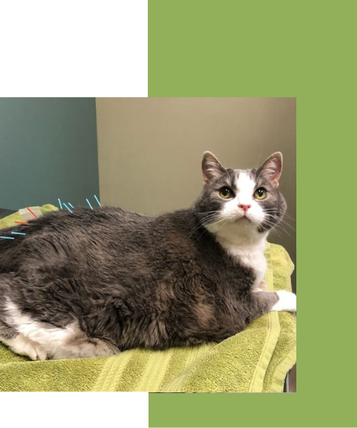 Attachment Details Cat is Under Acupuncture Treatment